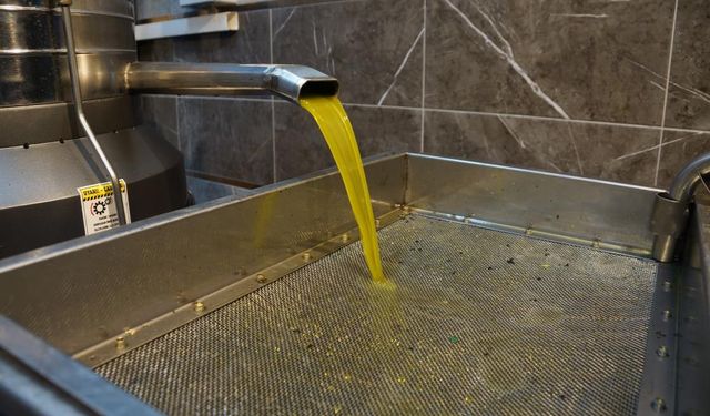 Aydın’da ‘Yok yılı’ ters köşe yaptı! Rekolte düştü, yağ kalitesi arttı