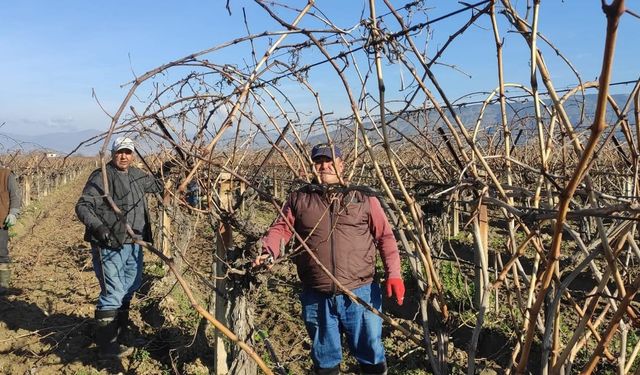 Bağ budama dönemi başladı: yevmiyeler belli oldu!