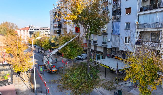 Denizli’de kent estetiği için kapsamlı budama