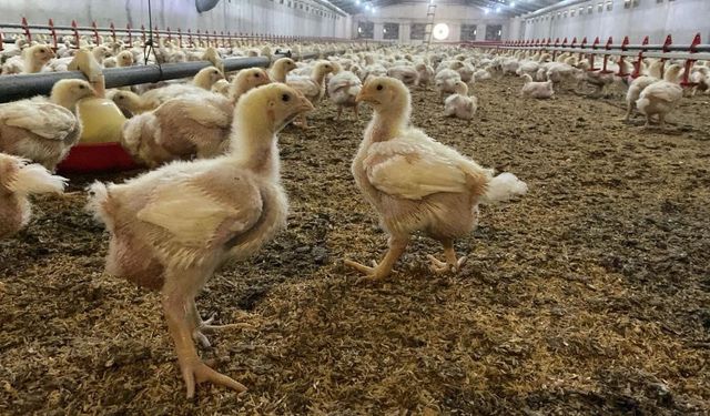 Kuş gribi paniği! Tüm kanatlılar kapatıldı...