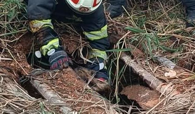 Çukura düşen köpek kurtarıldı