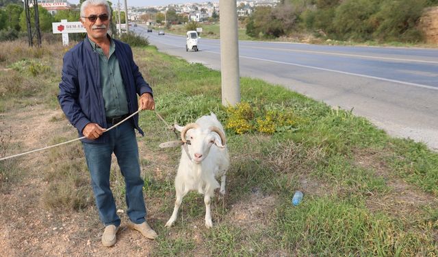 Şehirden kaçıp Didim’de çiftlik kurdu: “Keçilerimle daha mutluyum”