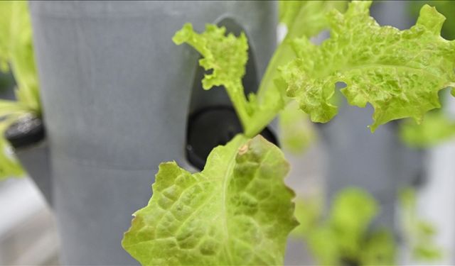 TENMAK topraksız dikey tarım uygulamalarıyla enerji ve su tasarrufu sağlıyor