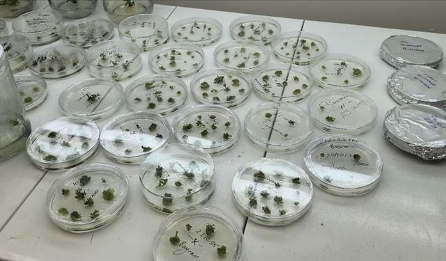 Domateste gen düzenleme projesine TÜBİTAK desteği