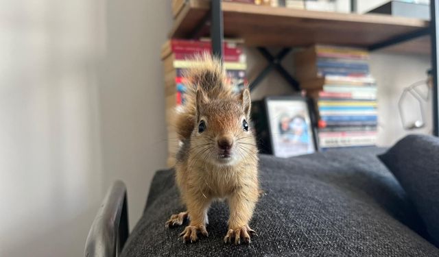 Epileptik sincap Yoda’ya uluslararası tedavi