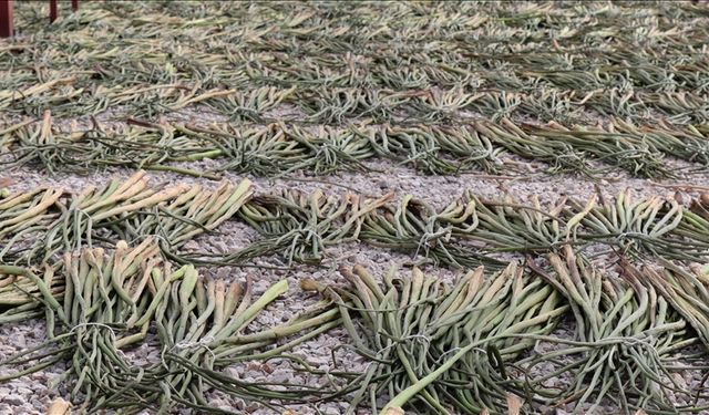 Hatay’da su sümbüllerinden kadınlara gelir kapısı açıldı