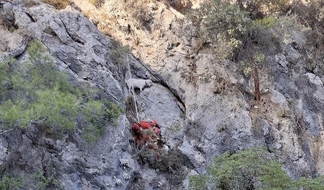 AKUT, Fethiye’de kayalıklarda sıkışan 4 keçiyi kurtardı!