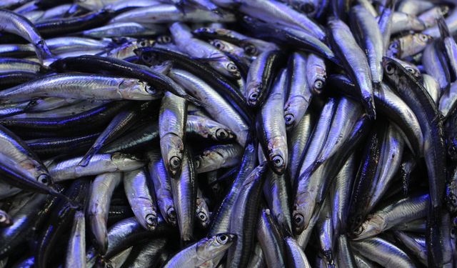 Samsun’da tezgâhlar doldu: Hamsi irileşti, talep arttı