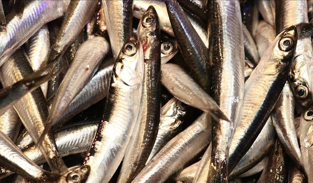 Karadeniz'de deniz suyu sıcaklığı hamsinin göçünü erken bitirdi: Bolluk fiyata yansımadı