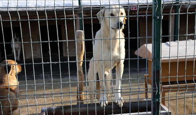 Didim Belediyesi'nden vatandaşlara barınak daveti