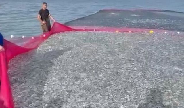 Doğanın bereketi: 5 balıkçı tek seferde tarih yazdı!