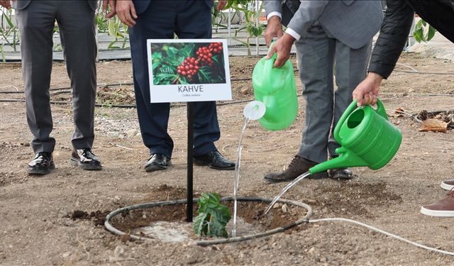 Türk kahvesi için yerli üretim hedefi