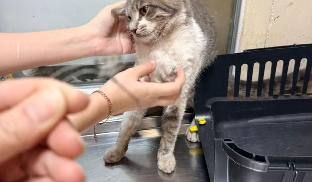 Kedi acı içinde resmen yardım istedi