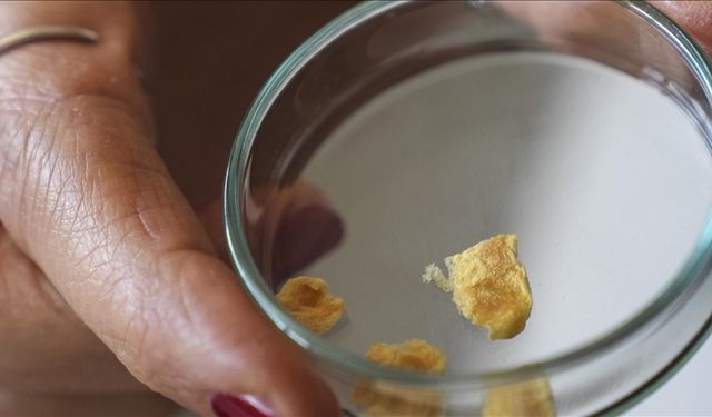 Gazi Üniversitesi balık kılçıklarını çevre dostu kolajene dönüştürdü