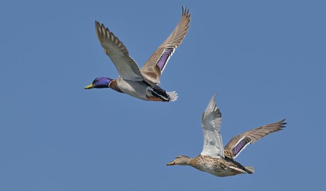 Çalış Kuş Cenneti fotoğrafçıların yeni sahnesi! En güzel kareyi yakalamak için sabırla bekliyorlar