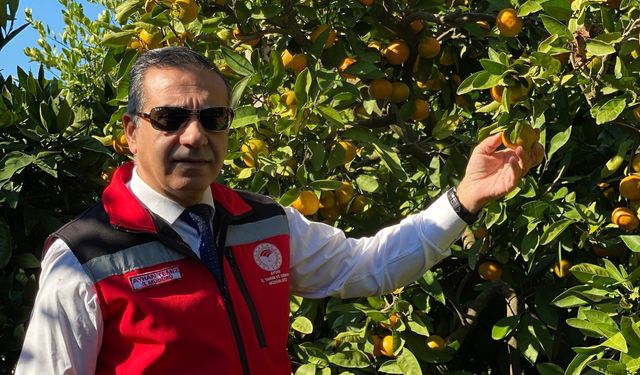 Kuşadası’nda mandalina üreticisine sezon başında destek!