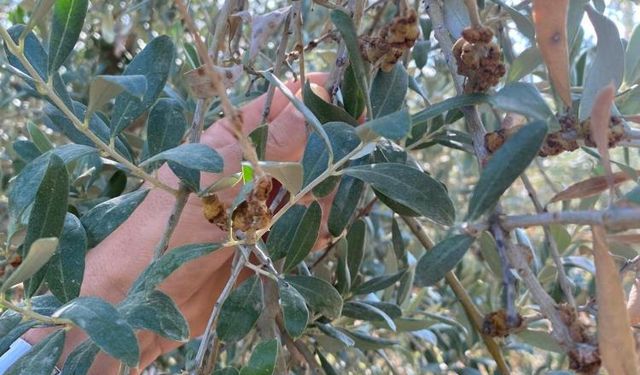 Manisa'da önemli hamle: Zeytin üreticilerine “dal kanseri” uyarısı