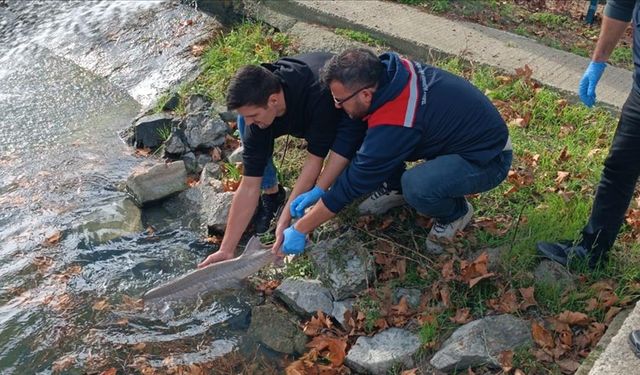 Meriç Nehri'nde yakalanan nesli tehlikedeki mersin balığı koruma altına alındı