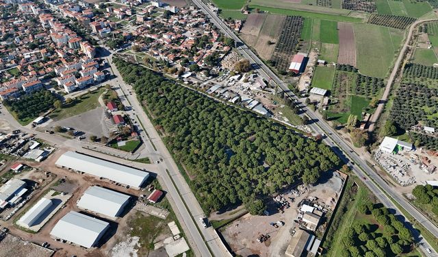 Çamların altında yeni yaşam alanı: Altınova Mesiresi