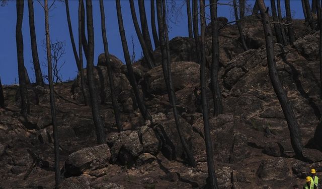 Türkiye’de yanan orman alanları hızlı bir şekilde yeşillendiriliyor