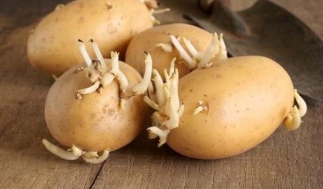 Filizlenmiş patatesler yenir mi? Uzmanlardan, evinizdeki bu patatesleri hemen atın uyarısı