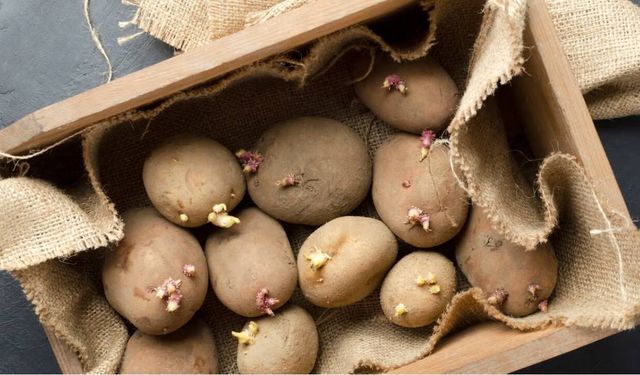 Patatesleri uzun süre taze tutmanın basit sırrı: Çillenmeye son