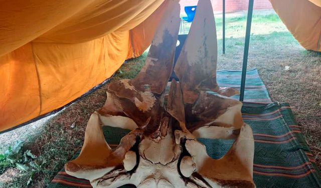 Fin balinası iskeleti gün yüzüne çıktı