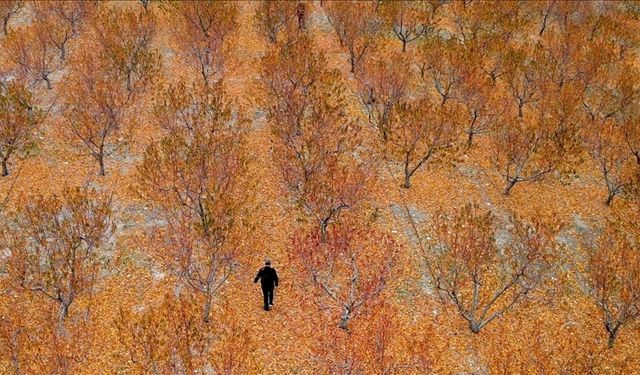 Zirai don felaketi: TARSİM'le kurtulan 5 bin dönümlük meyve bahçesi