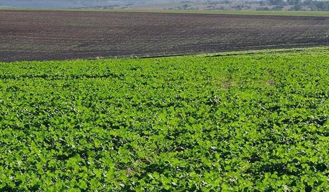 Yağışlar kanola üretimini güçlendirdi