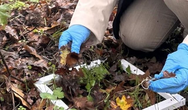 Çanakkale'de süne mücadelesi hız kesmeden devam ediyor: Kışlak sürveyleri ile gelecek yılın zararları önlenecek