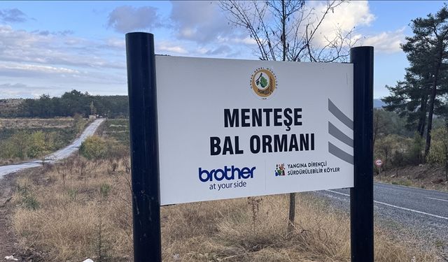 Kavaklıdere’de bal ormanlarıyla hem ekonomi hem ekosistem güçlendiriliyor