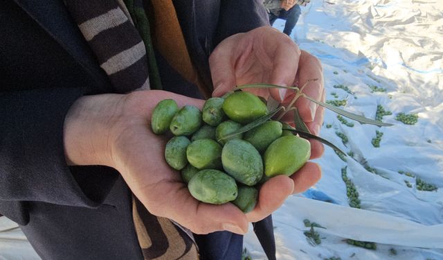 Asırlık ağaçlarda zeytin bereketi
