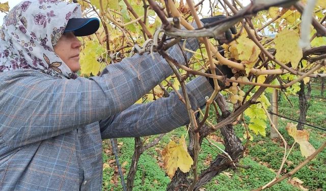 Dalda kalan üzümler ev ekonomisine katkı sağlıyor