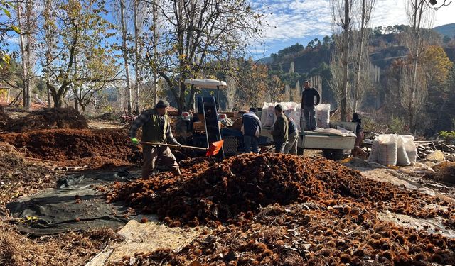 Asırlık kestane alıcıyla buluşuyor!