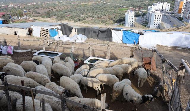 Şap karantinası hayvancılığı kilitledi: Bozdoğanlı çobanlar aylardır hayvanlarını meraya çıkaramıyor