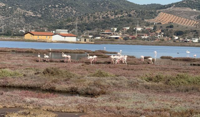 Binlerce flamingo Tuzla’da bir arada
