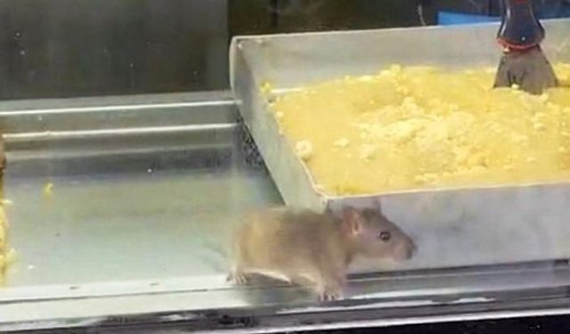 Bu kadarına da pes! İzmir Buca’da börek tepsisinde fare skandalı