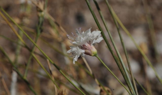 İzmir merkezli çalışmayla yeni endemik tür keşfedildi