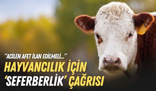 Hayvancılık için ‘seferberlik’ çağrısı: Acilen afet ilan edilmeli!