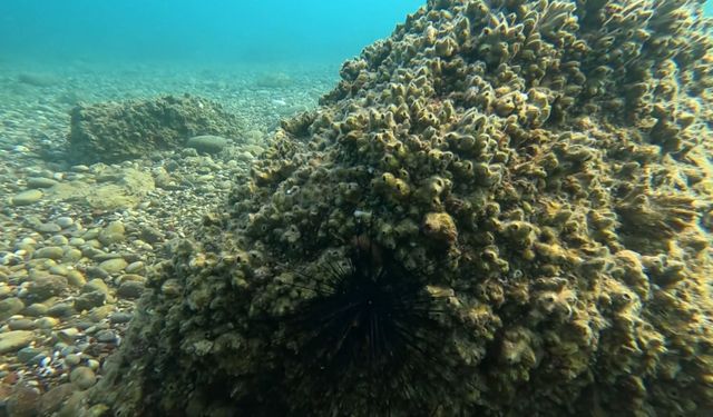 Ekolojik alarm! İstilacı midyeler deniz kestanelerini yok etti