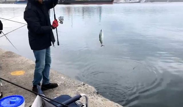 Bandırma L İskele’de palamut yoğunluğu: Kovalar taştı!