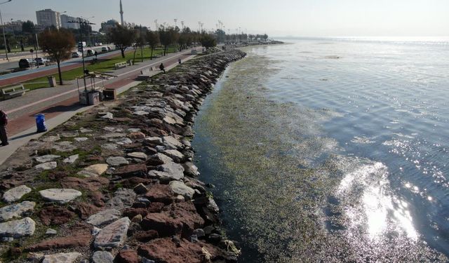 Yeşil tabaka Karşıyaka sahilini kapladı! Körfez alarm veriyor