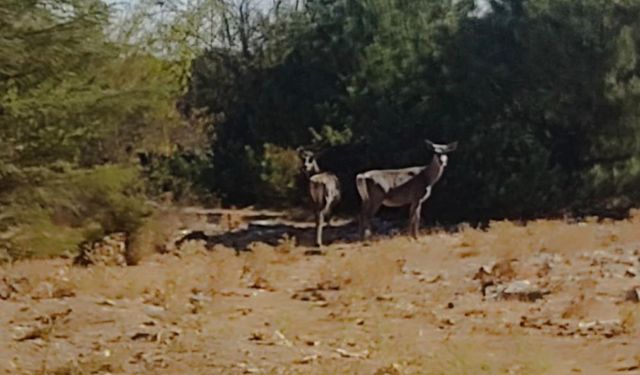Kızıl geyikler yeniden Spil Dağı'nda!