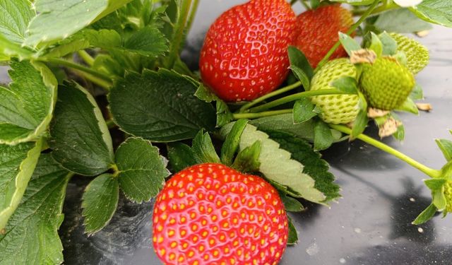 Köprübaşı çileği aralık ayında da ilgi gördü!