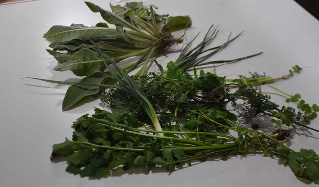 Ege'nin yabani ot kültürünü gençler öğreniyor! Bilinmeyen miras Atina yolcusu