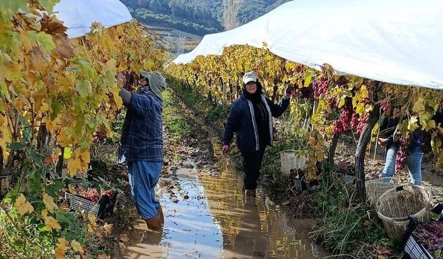 Manisa’da yağmur durdu, hasat durmadı!