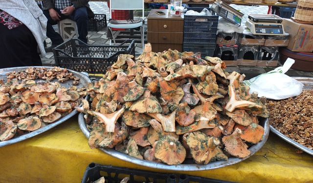 Yağışlar arttı! Mantar bereketiyle geldi...