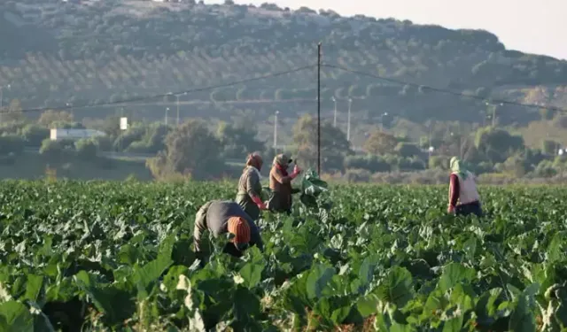 İzmir Torbalı’da kış sebzelerinde erken hasat: Bolluk üreticiyi zora soktu!