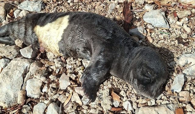 Nesli tehlikedeki yavru foka Marmaris’te yaşam desteği
