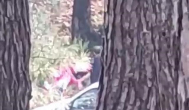 İzmir'de ormanda kadını darbetmişti! O zanlı yakalandı